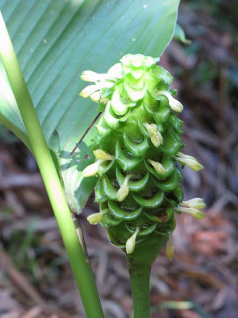 Calathea cylindrica