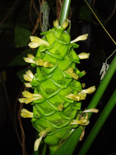 Calathea cylindrica