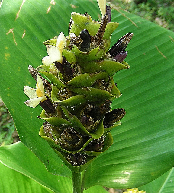 Calathea cylindrica