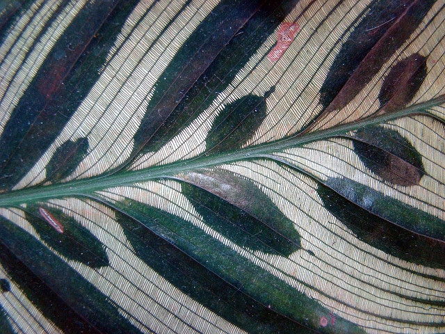 Calathea makoyana (Calathea makoyana)
