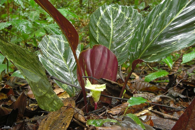 Calathea roseopicta (Calathea roseopicta)