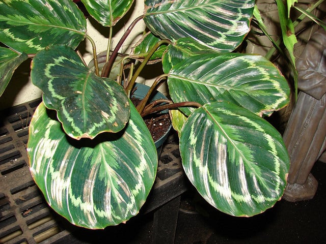 Calathea roseopicta