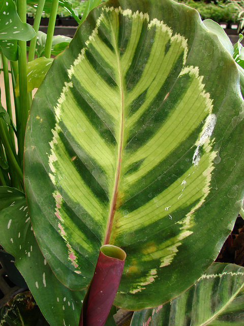 Calathea roseopicta