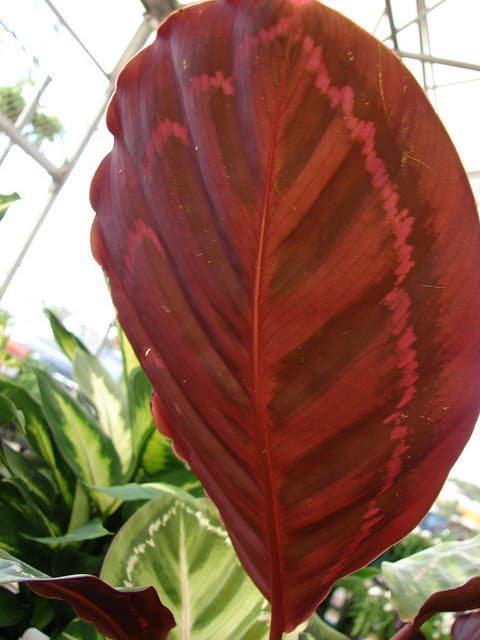 Calathea roseopicta