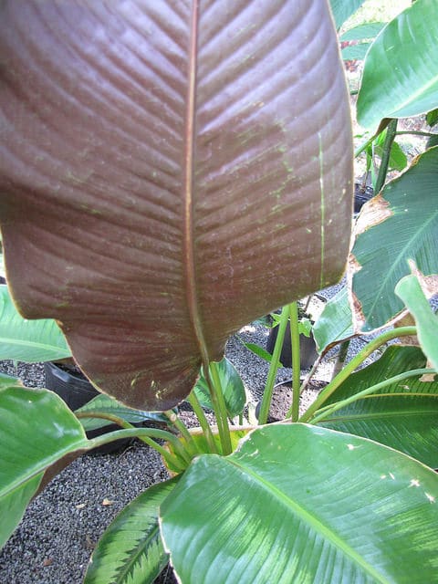 Calathea roseopicta