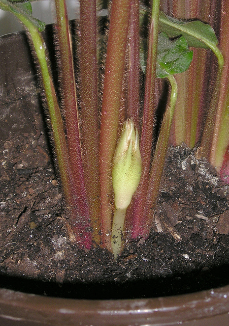 Calathéa velours
