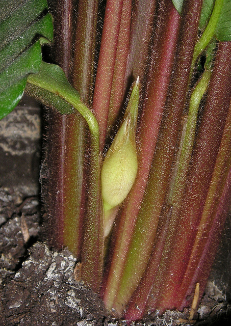 Calathéa velours