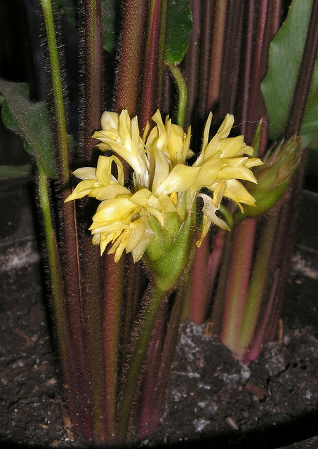 Calathéa velours