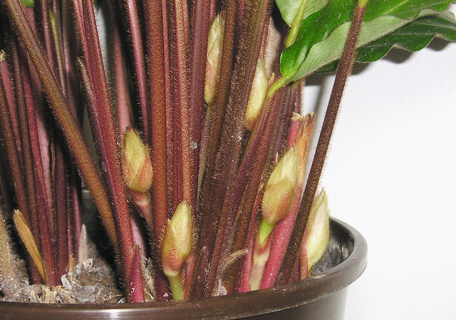 Calathéa velours