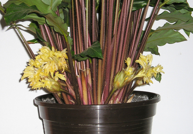 Calathéa velours (Calathea rufibarba)