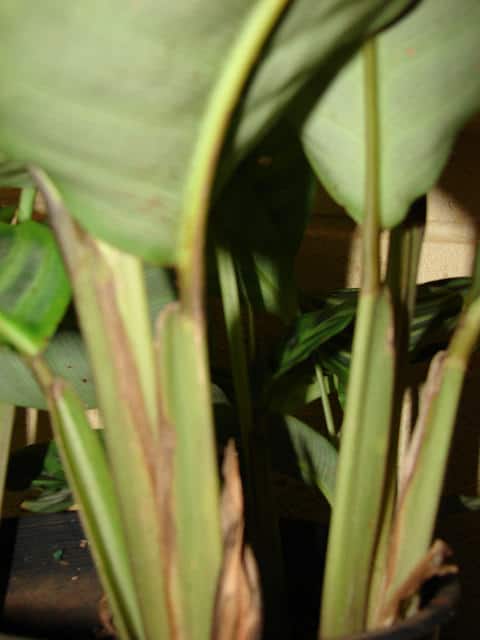 Calathea zebrina (Calathea zebrina)