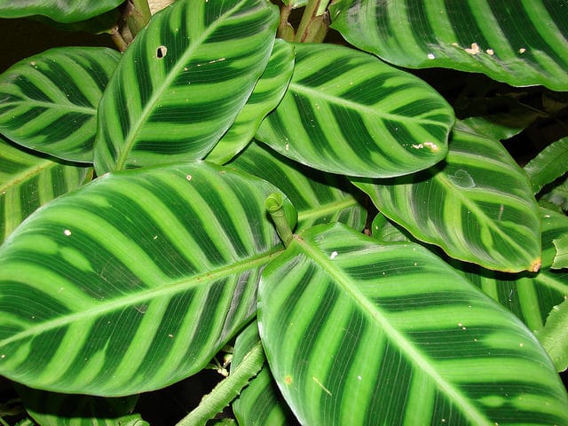 Calathea zebrina