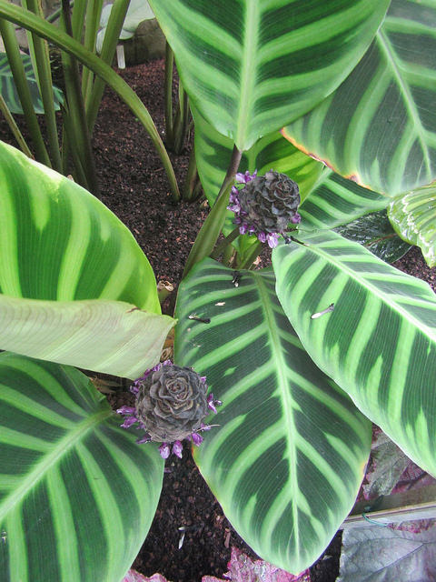 Calathea zebrina