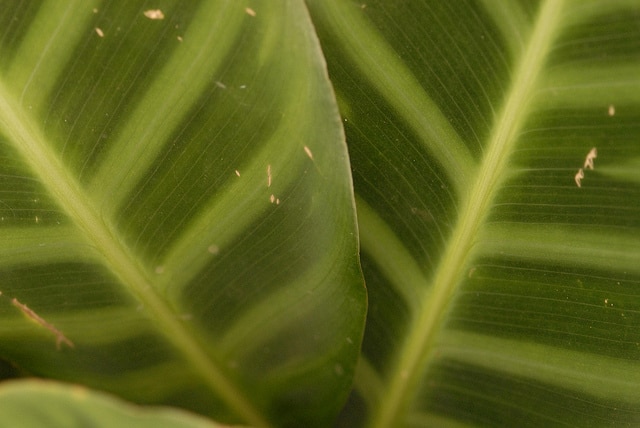Calathea zebrina