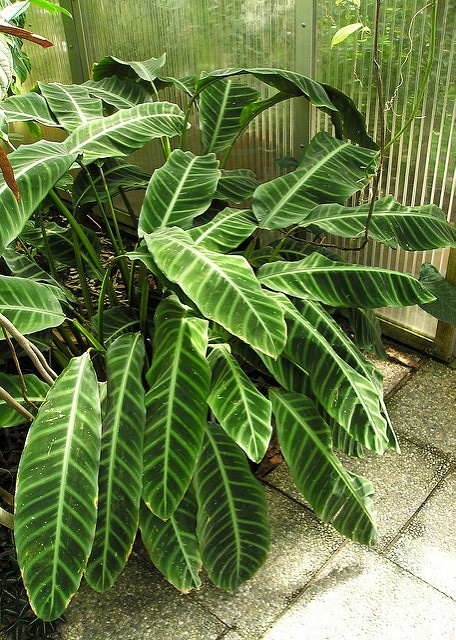 Calathea zebrina