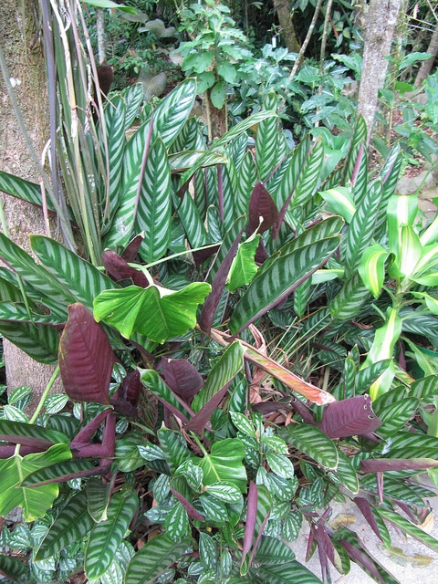 Calathea zebrina