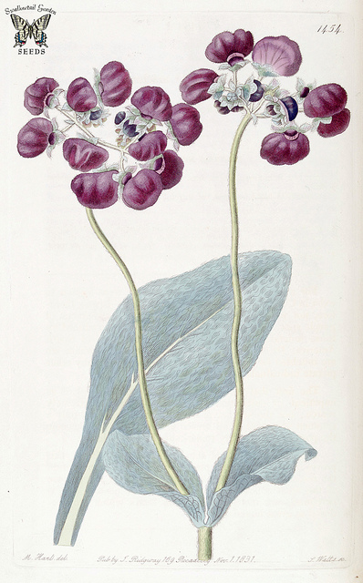 Calceolaria arachnoidea