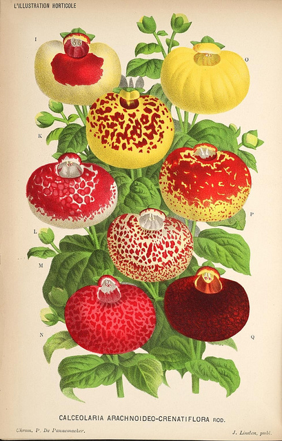 Calceolaria arachnoidea