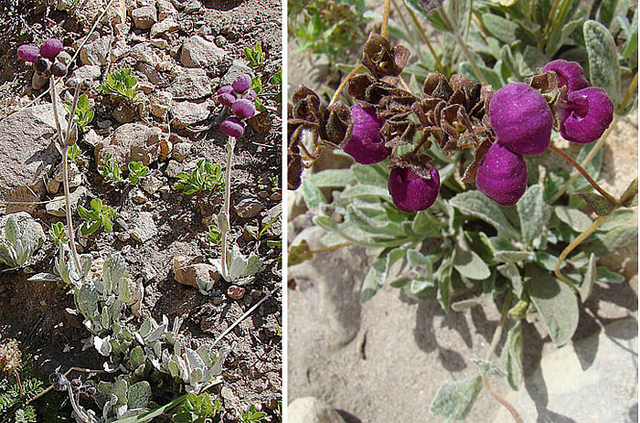 Calceolaria arachnoidea (Calceolaria arachnoidea)