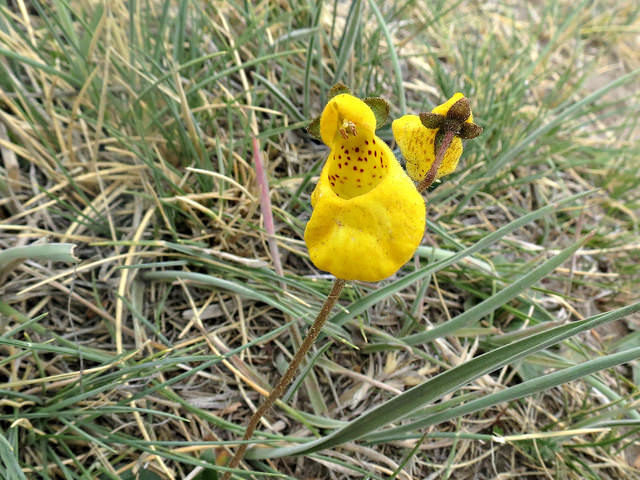 Calceolaria biflora