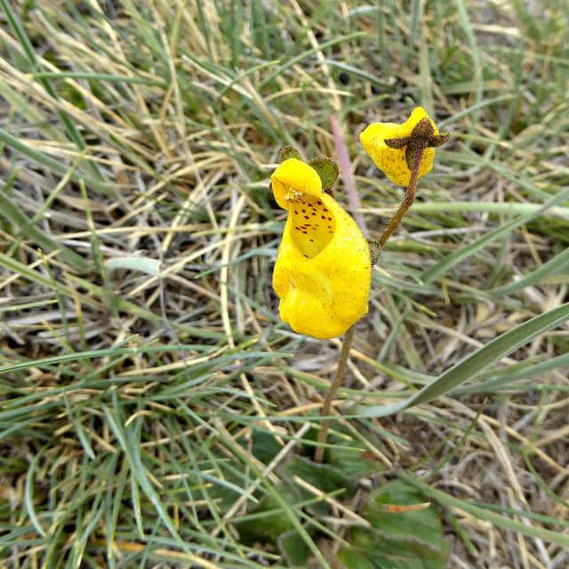 Calceolaria biflora