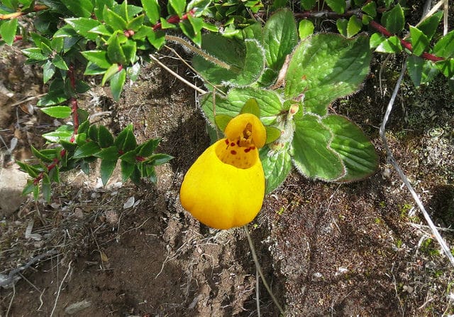 Calceolaria biflora