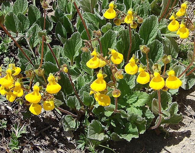 Calceolaria biflora (Calceolaria biflora)