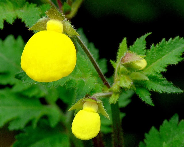 Calceolaria mexicana