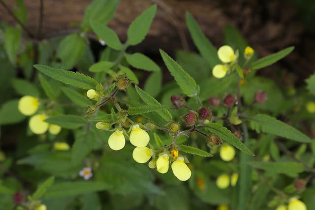 Calceolaria mexicana