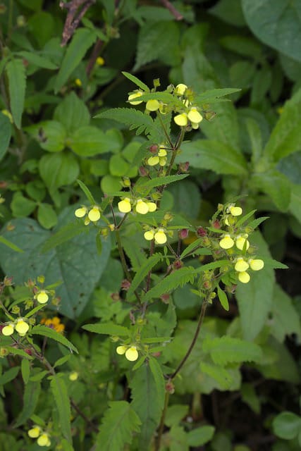 Calceolaria mexicana