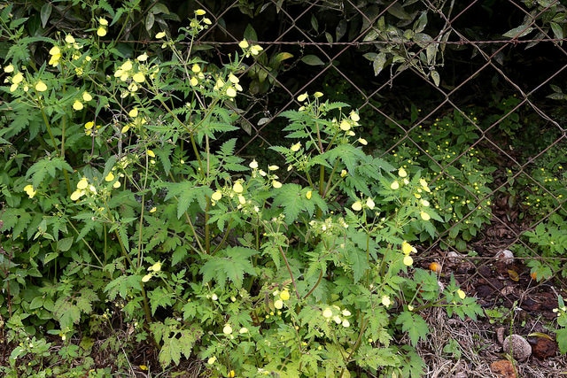Calceolaria mexicana