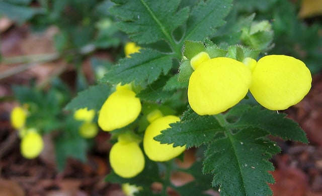 Calceolaria mexicana