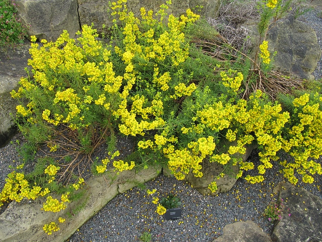 Calceolaria thyrsiflora