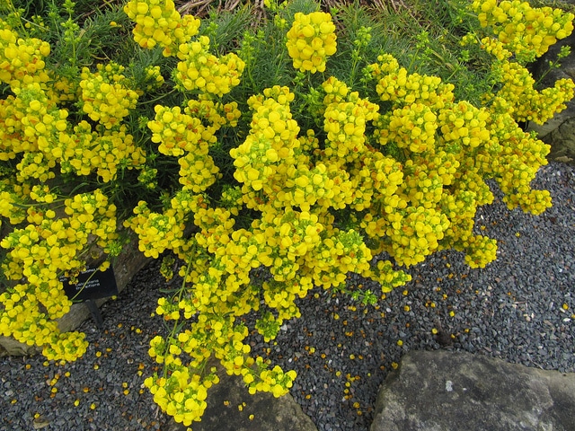 Calceolaria thyrsiflora