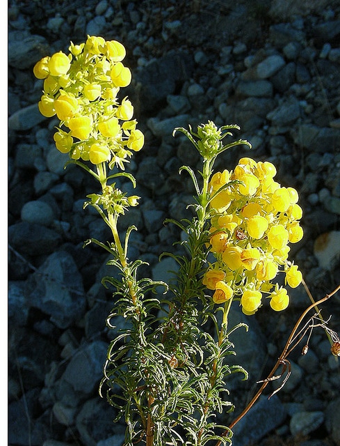 Calceolaria thyrsiflora