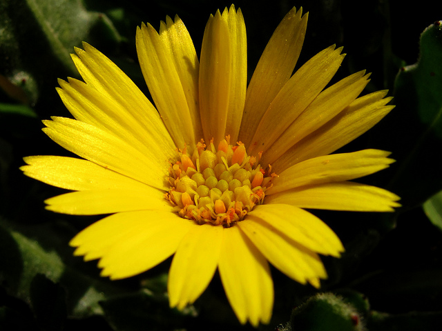 Souci des champs (Calendula arvensis)