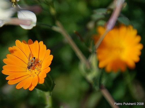 Calendula suffruticosa