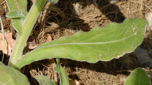 Calendula suffruticosa