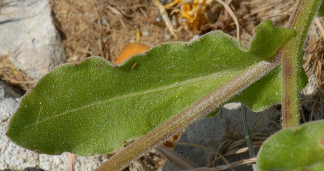 Calendula suffruticosa