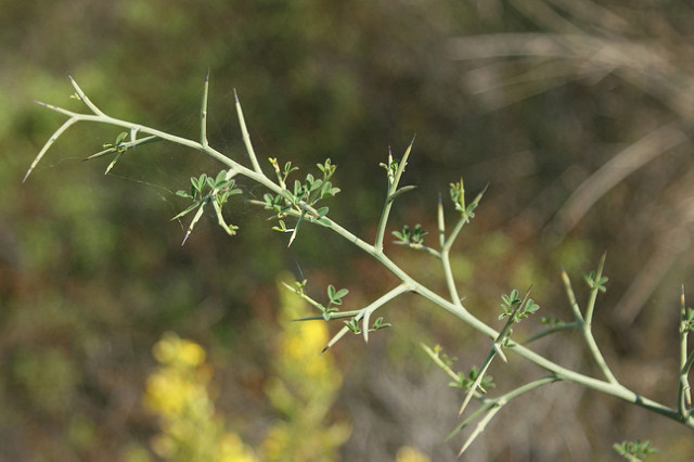 Calycotome épineux