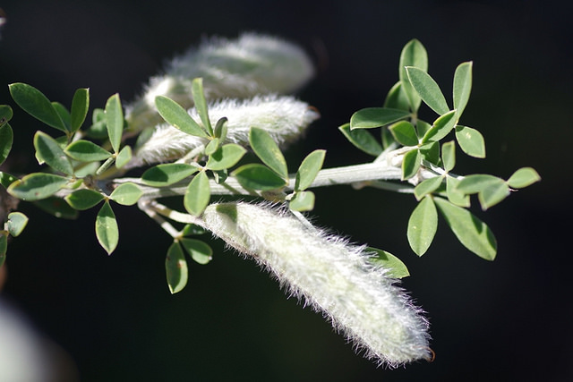 Calycotome épineux