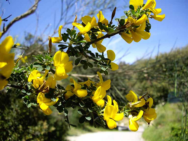 Calycotome épineux