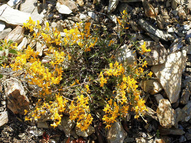 Calycotome épineux