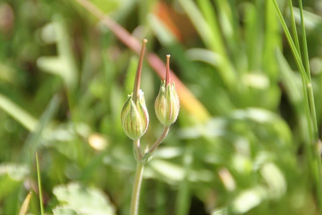 California macrophylla