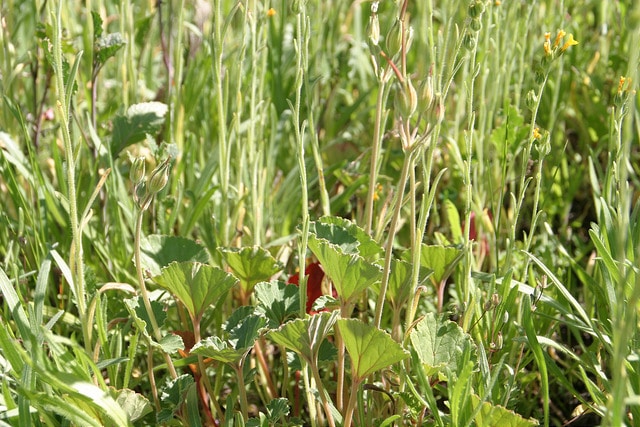 California macrophylla