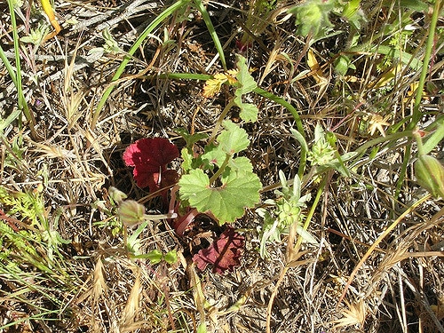 California macrophylla