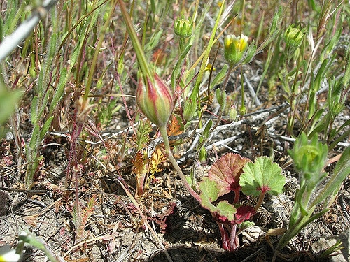 California macrophylla