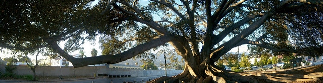 California macrophylla