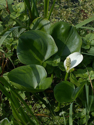 Calla des marais (Calla palustris)