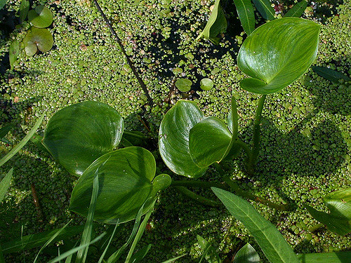 Calla des marais